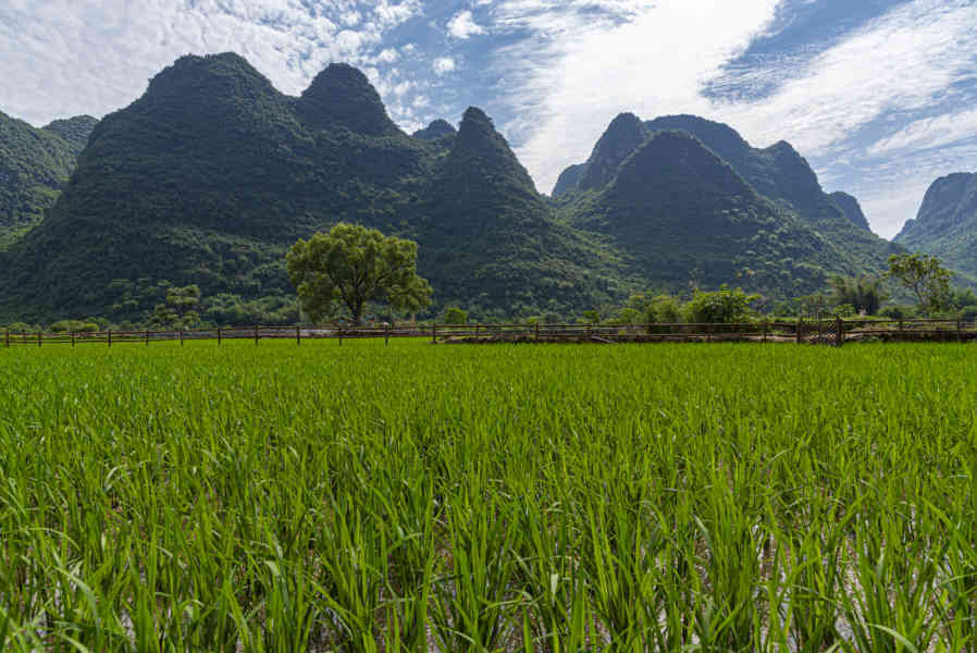China - Yangshuo 21 - arrozales.jpg